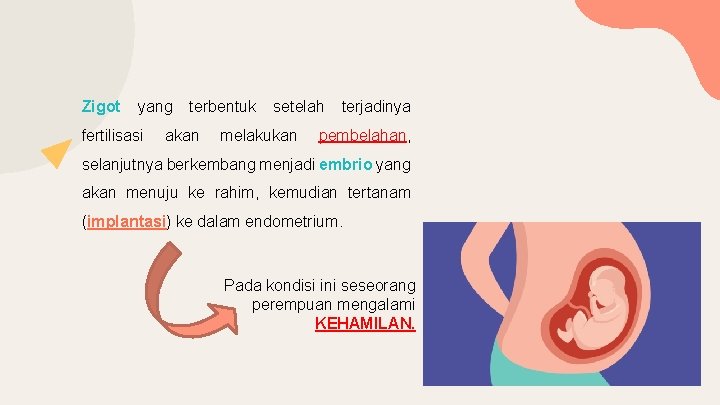 Zigot yang fertilisasi terbentuk akan setelah melakukan terjadinya pembelahan, selanjutnya berkembang menjadi embrio yang