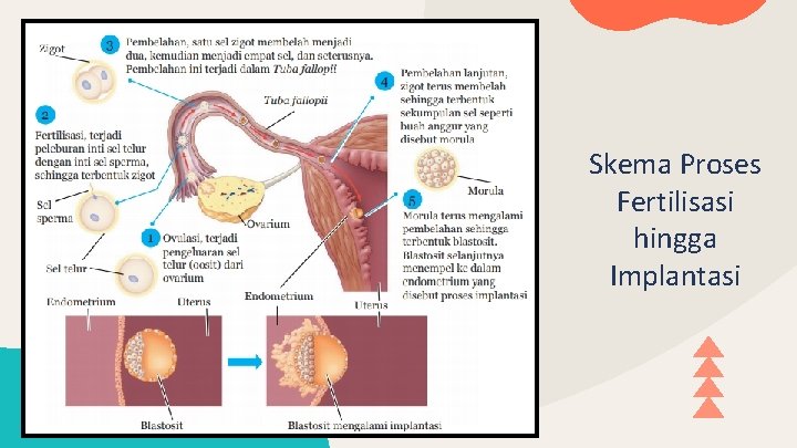 Skema Proses Fertilisasi hingga Implantasi 