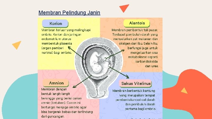 Membran Pelindung Janin 