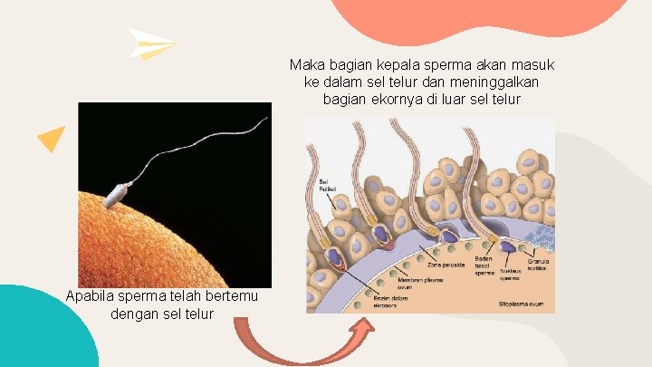 Maka bagian kepala sperma akan masuk ke dalam sel telur dan meninggalkan bagian ekornya