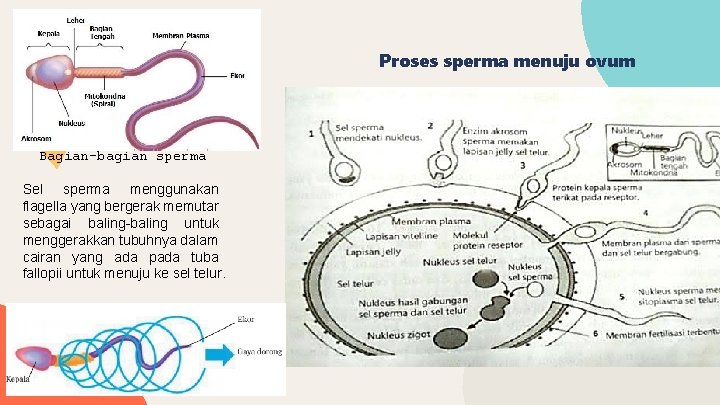 Proses sperma menuju ovum Bagian-bagian sperma Sel sperma menggunakan flagella yang bergerak memutar sebagai