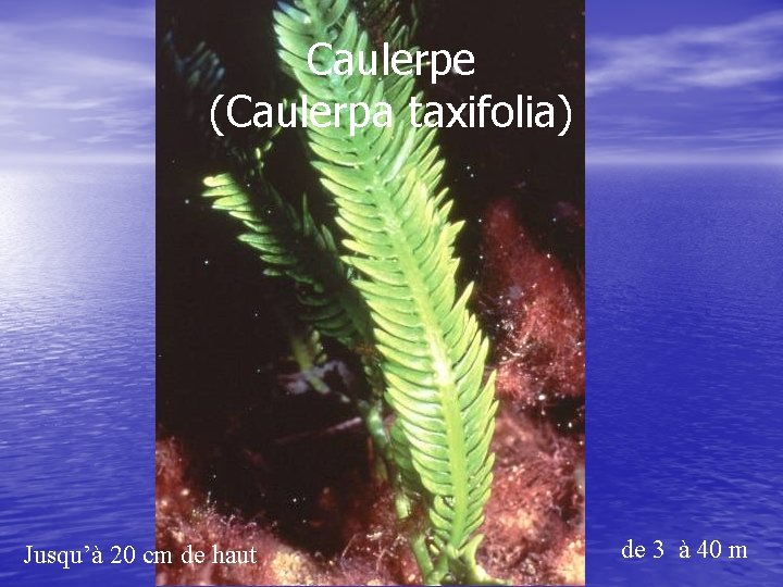 Caulerpe (Caulerpa taxifolia) Jusqu’à 20 cm de haut de 3 à 40 m 