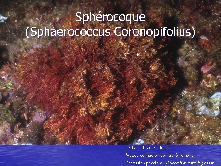 Sphérocoque (Sphaerococcus Coronopifolius) Taille : 25 cm de haut Modes calmes et battus, à