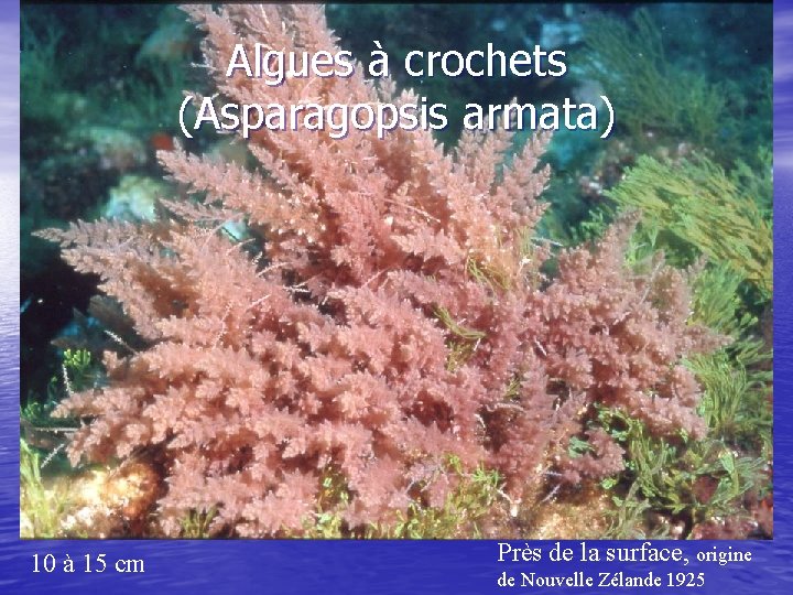 Algues à crochets (Asparagopsis armata) 10 à 15 cm Près de la surface, origine