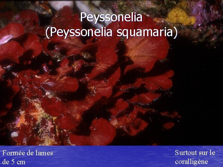 Peyssonelia (Peyssonelia squamaria) Formée de lames de 5 cm Surtout sur le coralligène 