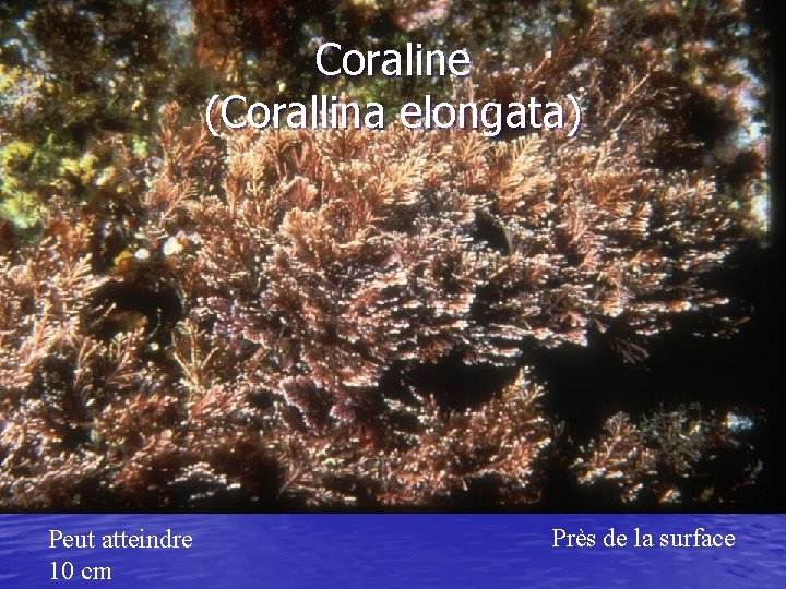 Coraline (Corallina elongata) Peut atteindre 10 cm Près de la surface 