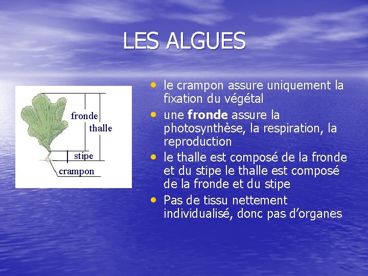 LES ALGUES • le crampon assure uniquement la fronde thalle stipe crampon • •