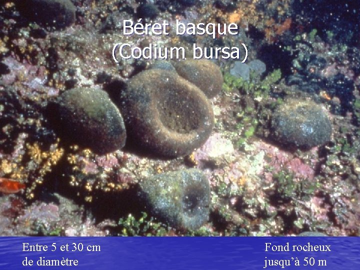Béret basque (Codium bursa) Entre 5 et 30 cm de diamètre Fond rocheux jusqu’à