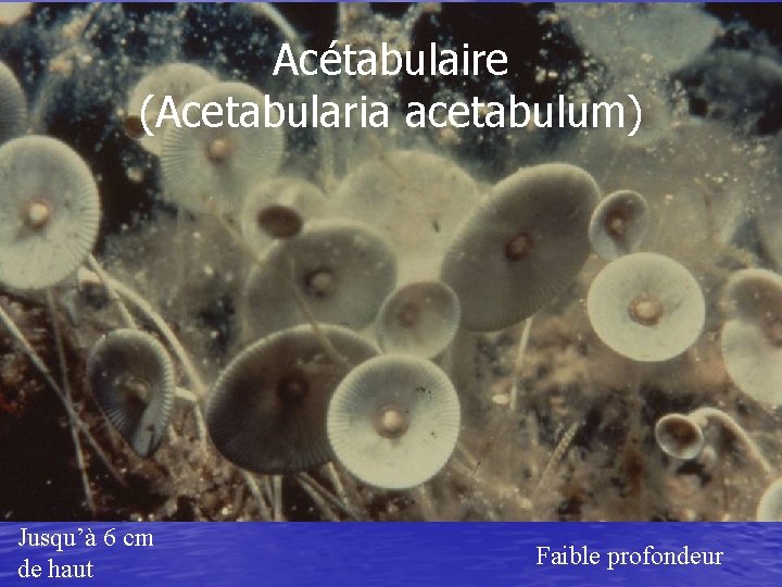 Acétabulaire (Acetabularia acetabulum) Jusqu’à 6 cm de haut Faible profondeur 