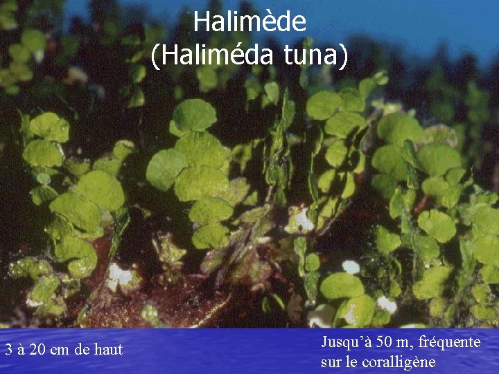 Halimède (Haliméda tuna) 3 à 20 cm de haut Jusqu’à 50 m, fréquente sur