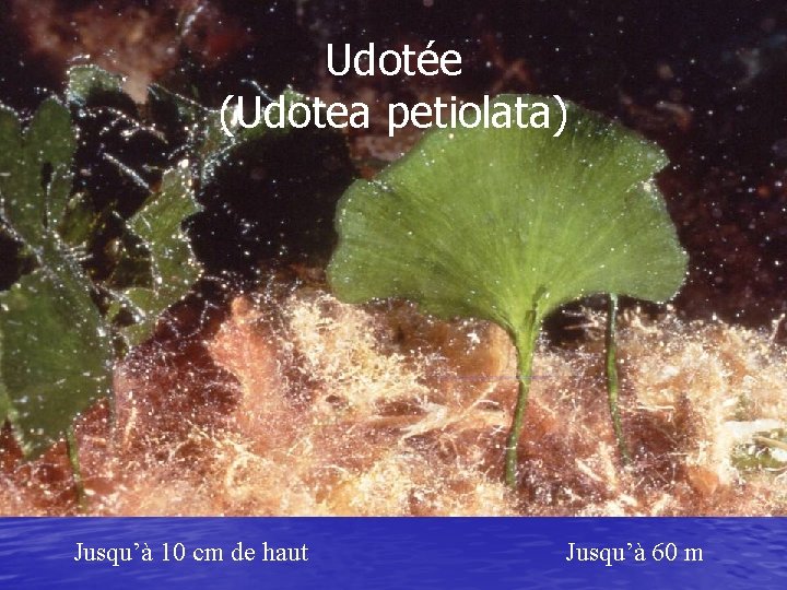 Udotée (Udotea petiolata) Jusqu’à 10 cm de haut Jusqu’à 60 m 