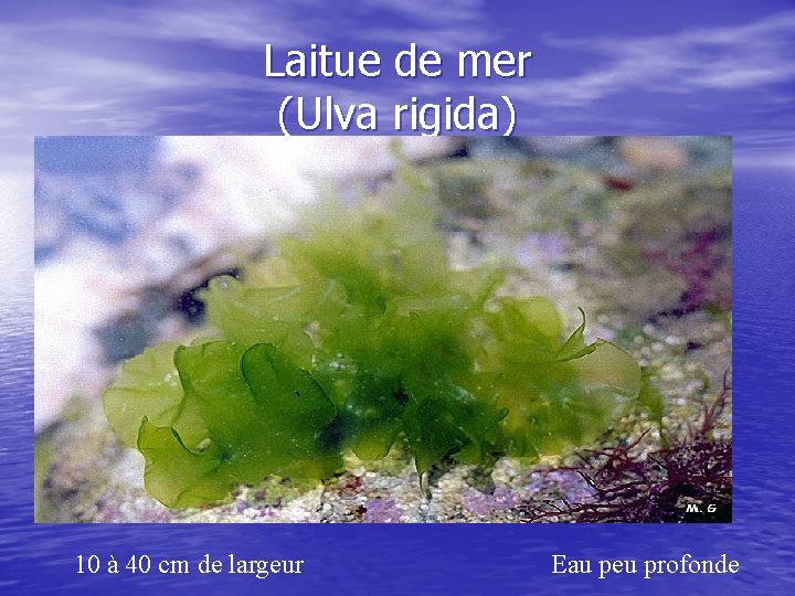 Laitue de mer (Ulva rigida) 10 à 40 cm de largeur Eau peu profonde
