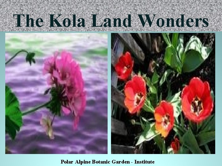 The Kola Land Wonders Polar Alpine Botanic Garden - Institute 