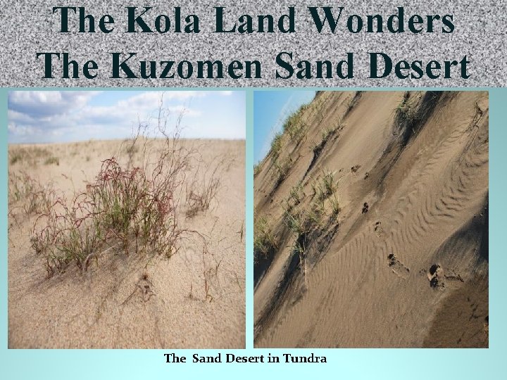 The Kola Land Wonders The Kuzomen Sand Desert The Sand Desert in Tundra 
