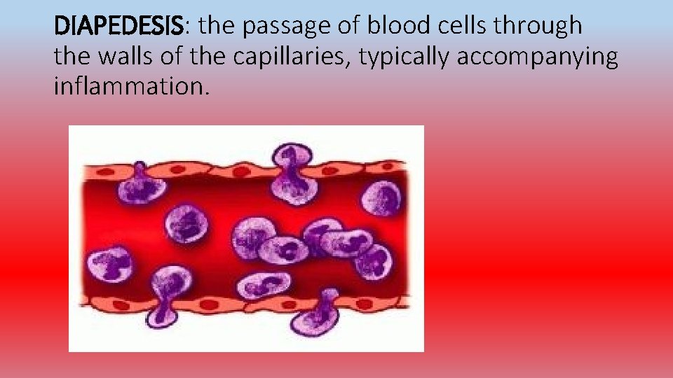 DIAPEDESIS: the passage of blood cells through the walls of the capillaries, typically accompanying