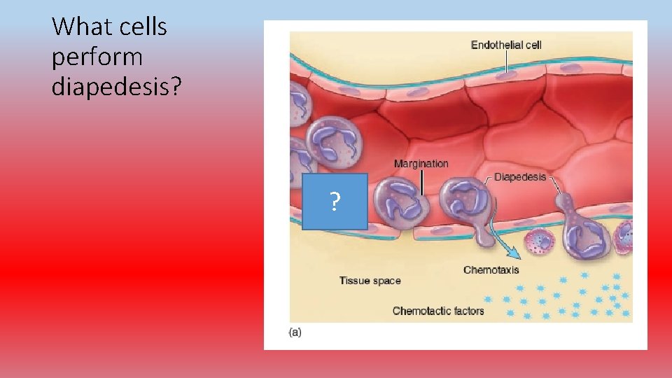 What cells perform diapedesis? ? 