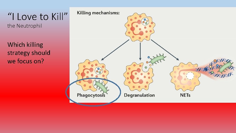 “I Love to Kill” the Neutrophil Which killing strategy should we focus on? 
