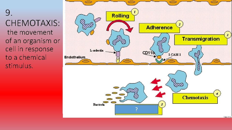 9. CHEMOTAXIS: the movement of an organism or cell in response to a chemical