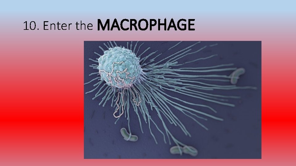 10. Enter the MACROPHAGE 