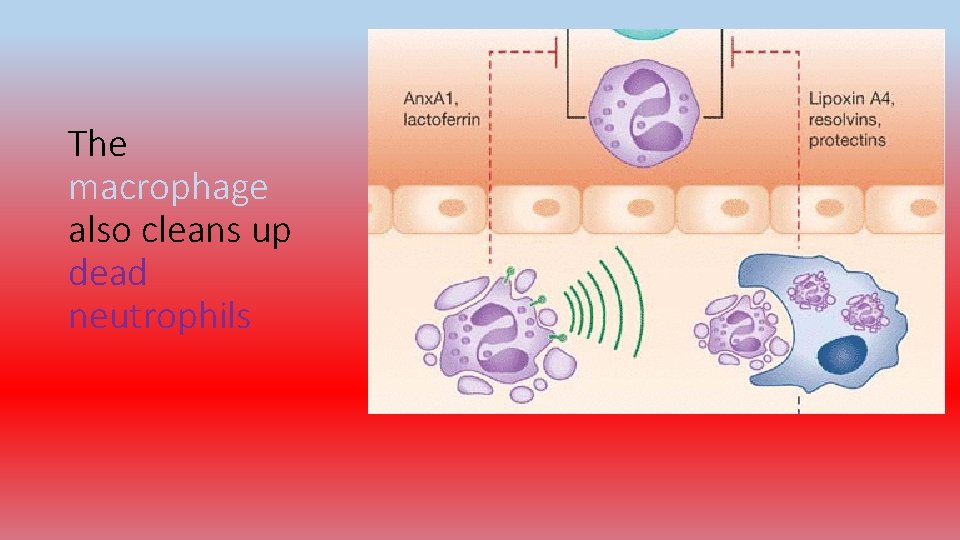 The macrophage also cleans up dead neutrophils 