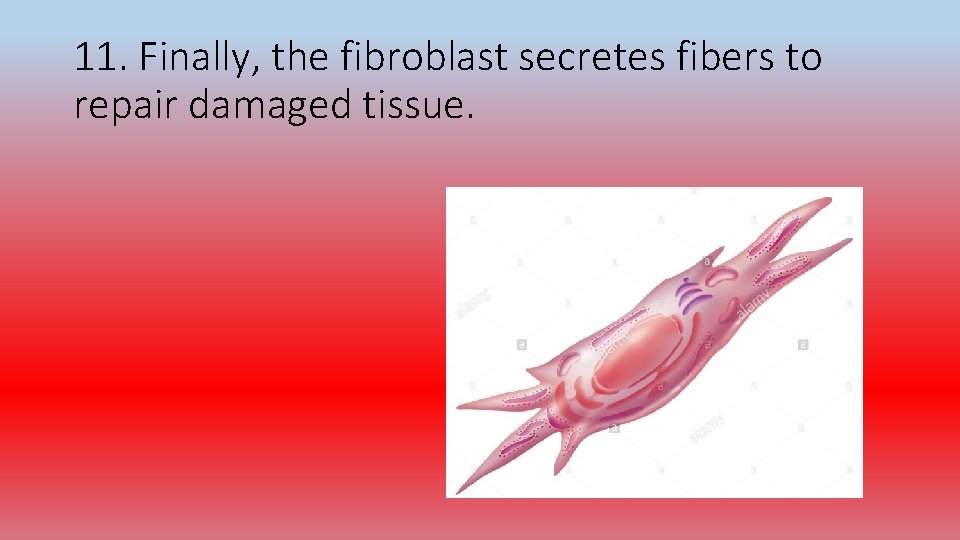 11. Finally, the fibroblast secretes fibers to repair damaged tissue. 