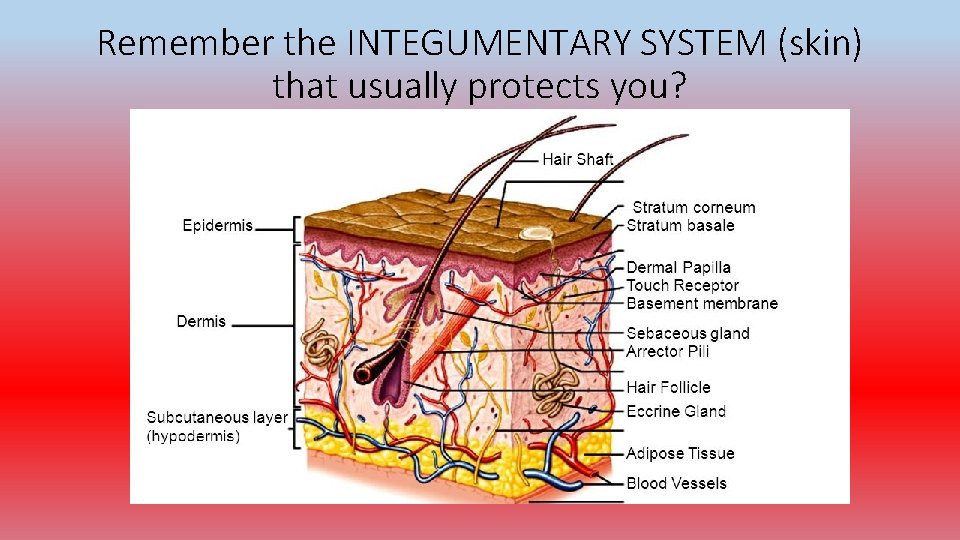 Remember the INTEGUMENTARY SYSTEM (skin) that usually protects you? 