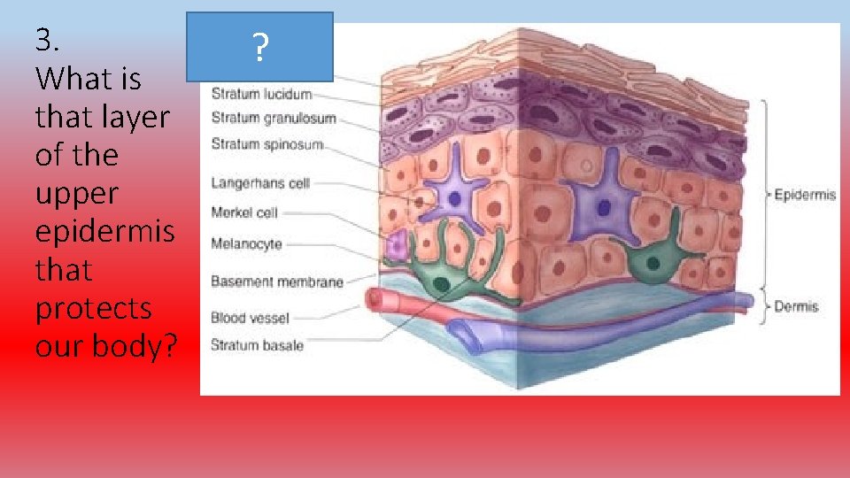 3. What is that layer of the upper epidermis that protects our body? ?