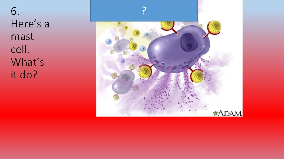 6. Here’s a mast cell. What’s it do? ? 