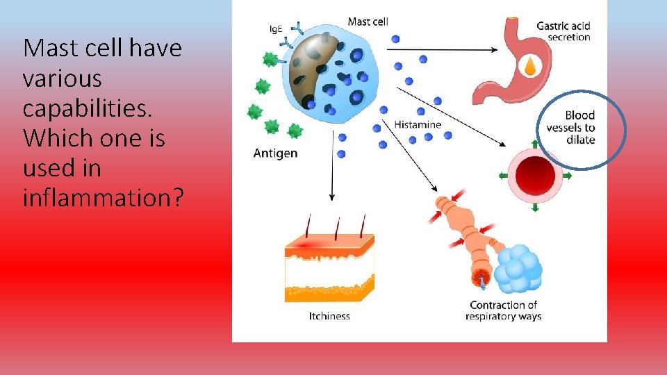Mast cell have various capabilities. Which one is used in inflammation? 