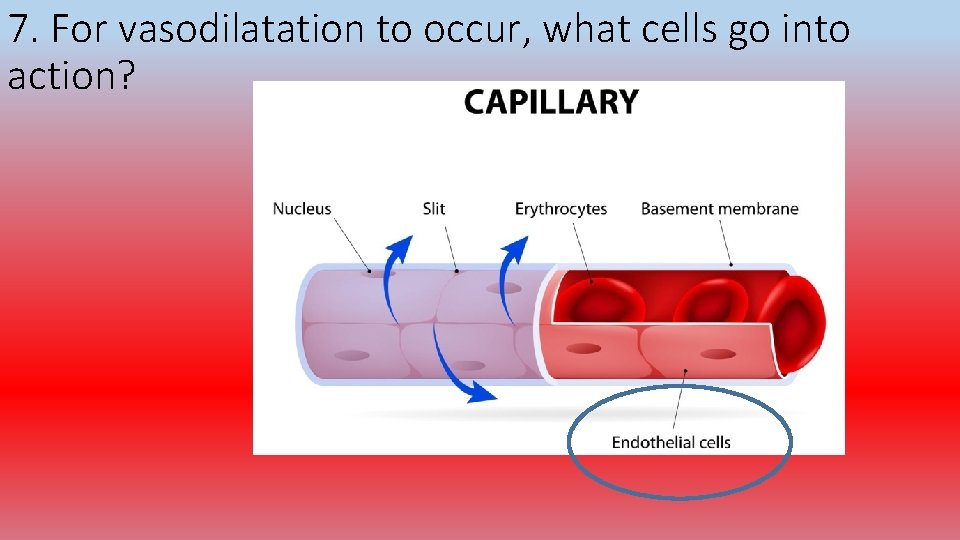 7. For vasodilatation to occur, what cells go into action? 