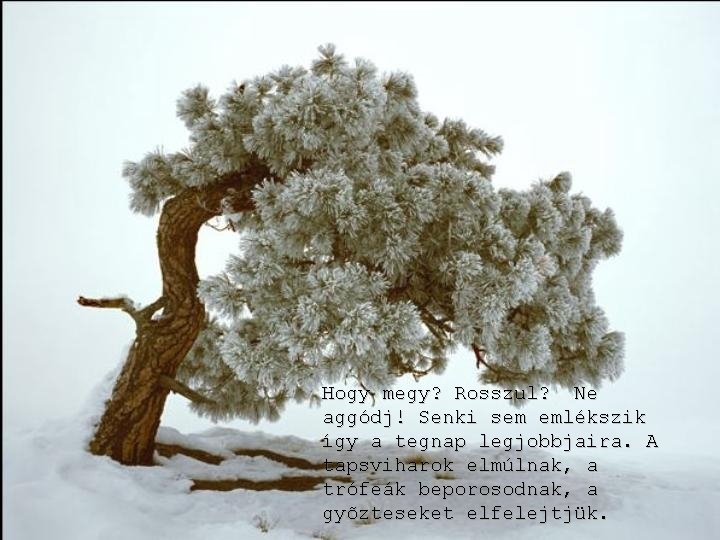 Hogy megy? Rosszul? Ne aggódj! Senki sem emlékszik így a tegnap legjobbjaira. A tapsviharok Hogy megy? Rosszul? Ne aggódj! Senki sem emlékszik így a tegnap legjobbjaira. A tapsviharok