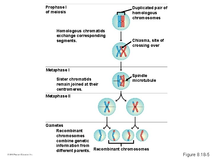 Prophase I of meiosis Homologous chromatids exchange corresponding segments. Duplicated pair of homologous chromosomes