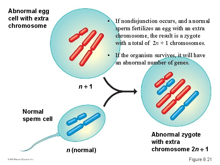 Abnormal egg cell with extra chromosome • If nondisjunction occurs, and a normal sperm