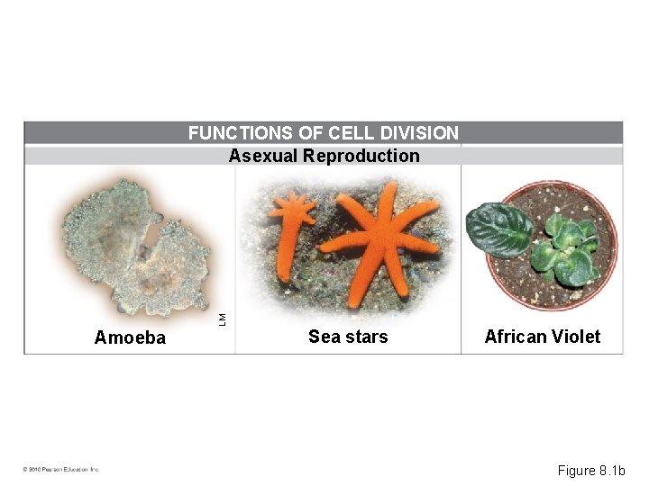 LM FUNCTIONS OF CELL DIVISION Asexual Reproduction Amoeba Sea stars African Violet Figure 8.