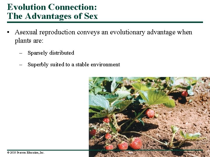 Evolution Connection: The Advantages of Sex • Asexual reproduction conveys an evolutionary advantage when