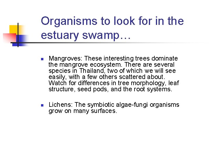 Organisms to look for in the estuary swamp… n n Mangroves: These interesting trees Organisms to look for in the estuary swamp… n n Mangroves: These interesting trees