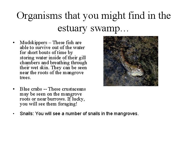 Organisms that you might find in the estuary swamp… • Mudskippers – These fish Organisms that you might find in the estuary swamp… • Mudskippers – These fish