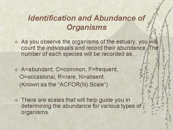 Identification and Abundance of Organisms v v v As you observe the organisms of Identification and Abundance of Organisms v v v As you observe the organisms of