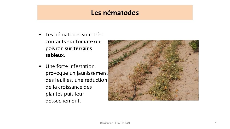 Les nématodes • Les nématodes sont très courants sur tomate ou poivron sur terrains