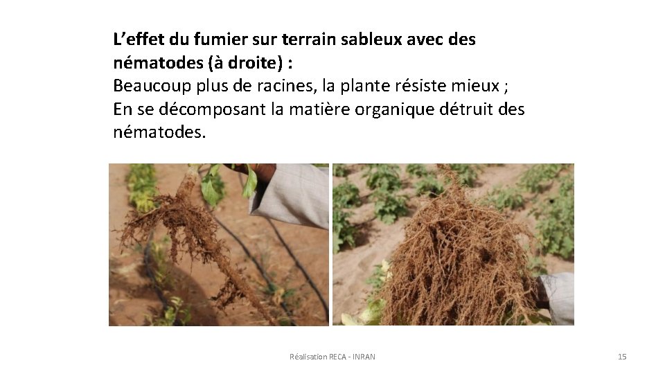 L’effet du fumier sur terrain sableux avec des nématodes (à droite) : Beaucoup plus