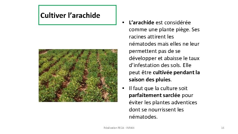 Cultiver l’arachide • L’arachide est considérée comme une plante piège. Ses racines attirent les