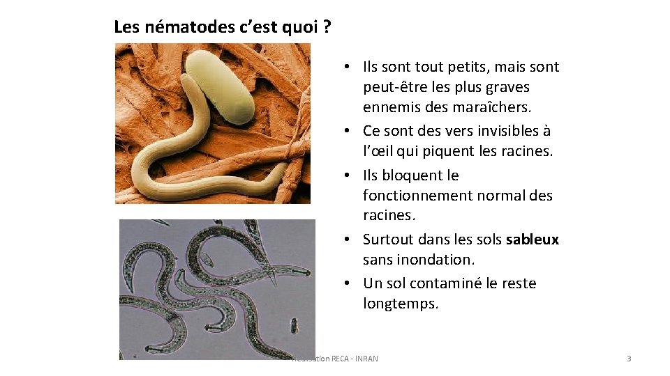 Les nématodes c’est quoi ? • Ils sont tout petits, mais sont peut-être les