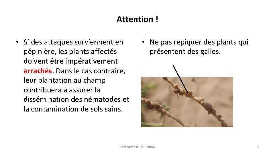 Attention ! • Si des attaques surviennent en pépinière, les plants affectés doivent être