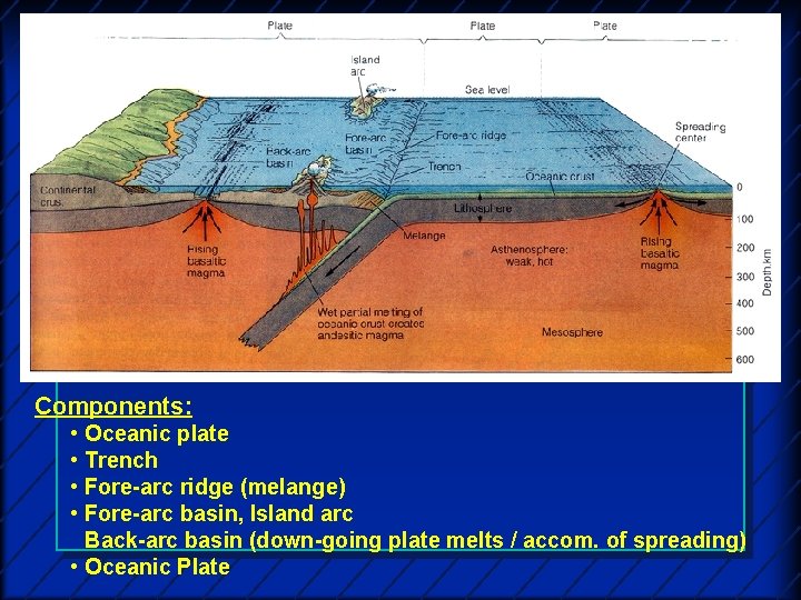 Components: • • Oceanic plate Trench Fore-arc ridge (melange) Fore-arc basin, Island arc Back-arc