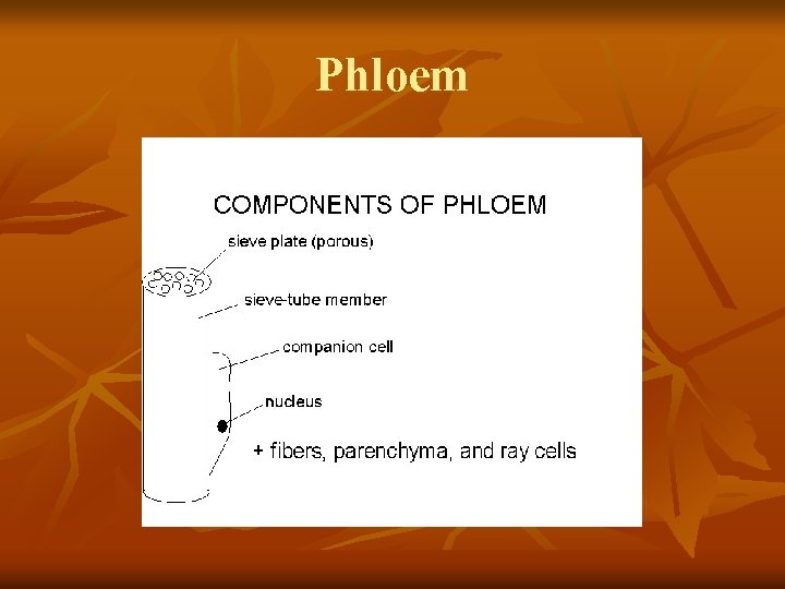 Phloem 