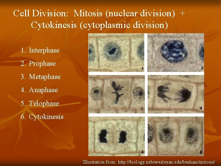 Cell Division: Mitosis (nuclear division) + Cytokinesis (cytoplasmic division) 1. Interphase 2. Prophase 3.