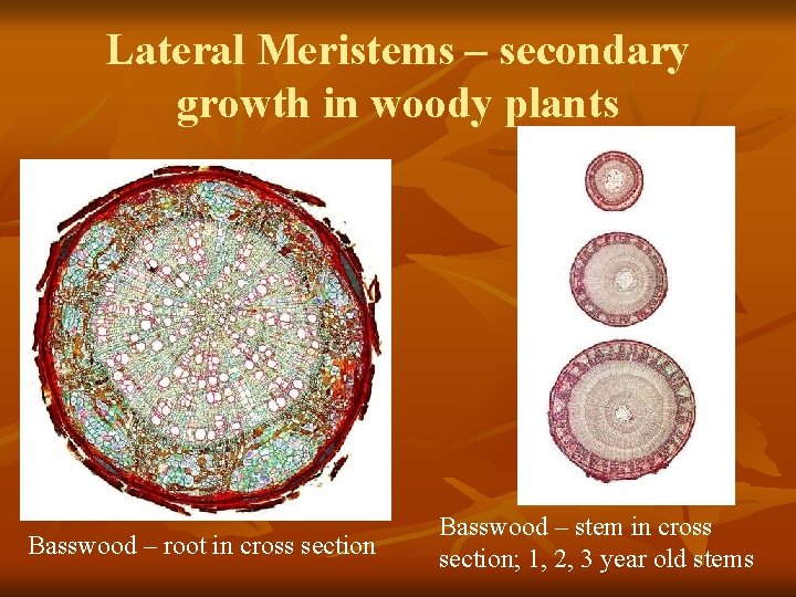 Lateral Meristems – secondary growth in woody plants Basswood – root in cross section