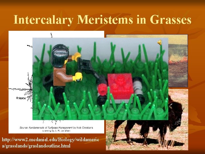 Intercalary Meristems in Grasses http: //www 2. mcdaniel. edu/Biology/wildameric a/grasslands/graslandoutline. html 