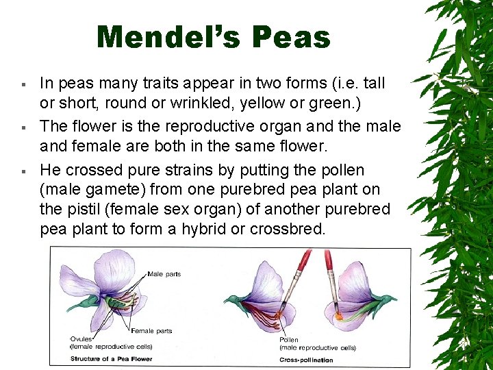 Mendel’s Peas § § § In peas many traits appear in two forms (i.