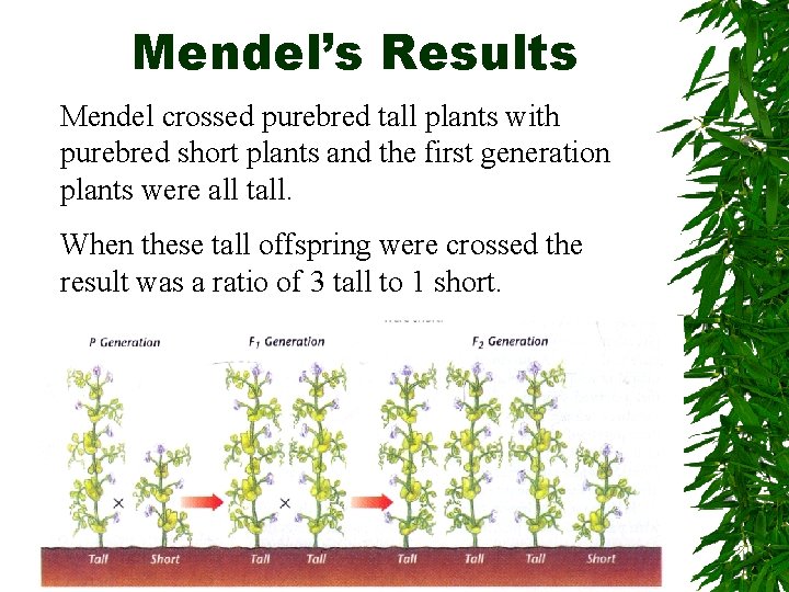 Mendel’s Results Mendel crossed purebred tall plants with purebred short plants and the first